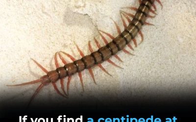 Se trovi un centopiedi in casa, ecco cosa potrebbe significare