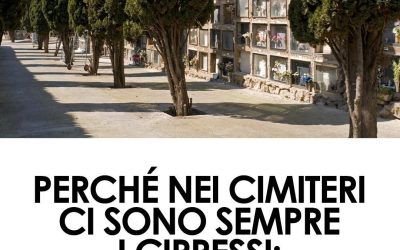 Perché ci sono sempre i cipressi nei cimiteri? I 3 motivi dietro questa scelta