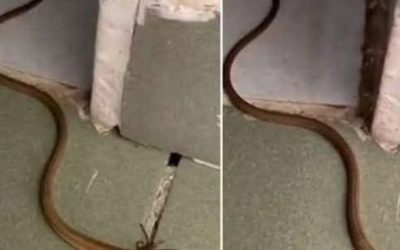 Trovi un serpente in casa? Ecco cosa fare (e perché non dovresti andare nel panico)