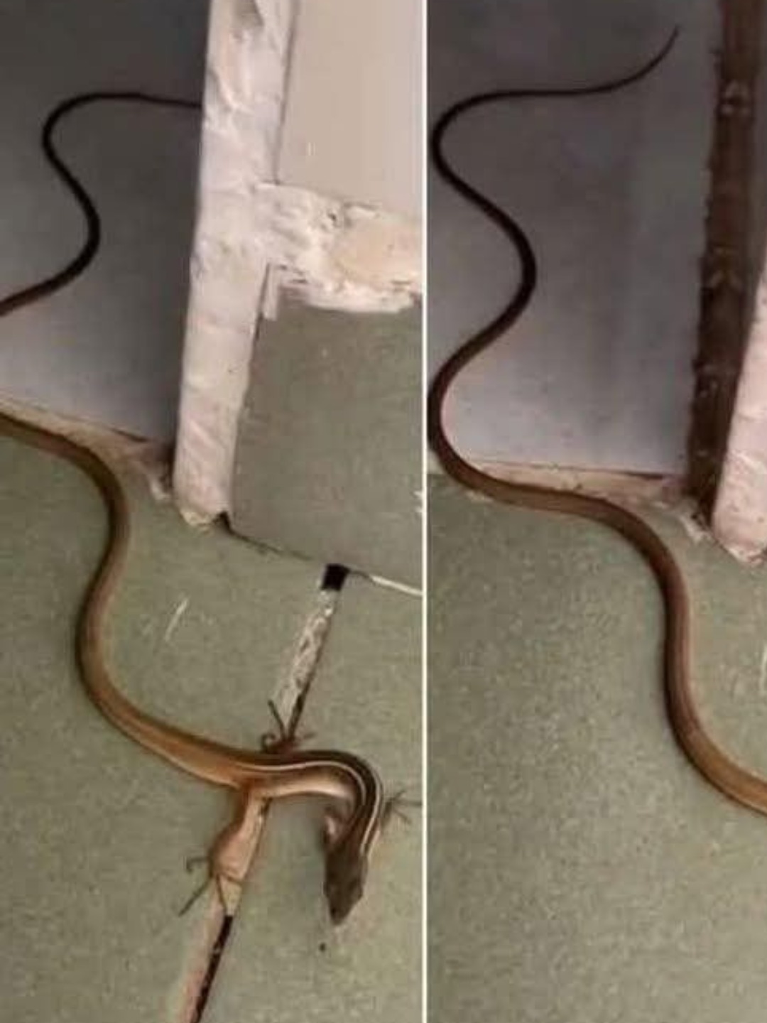 Trovi un serpente in casa? Ecco cosa fare (e perché non dovresti andare nel panico)