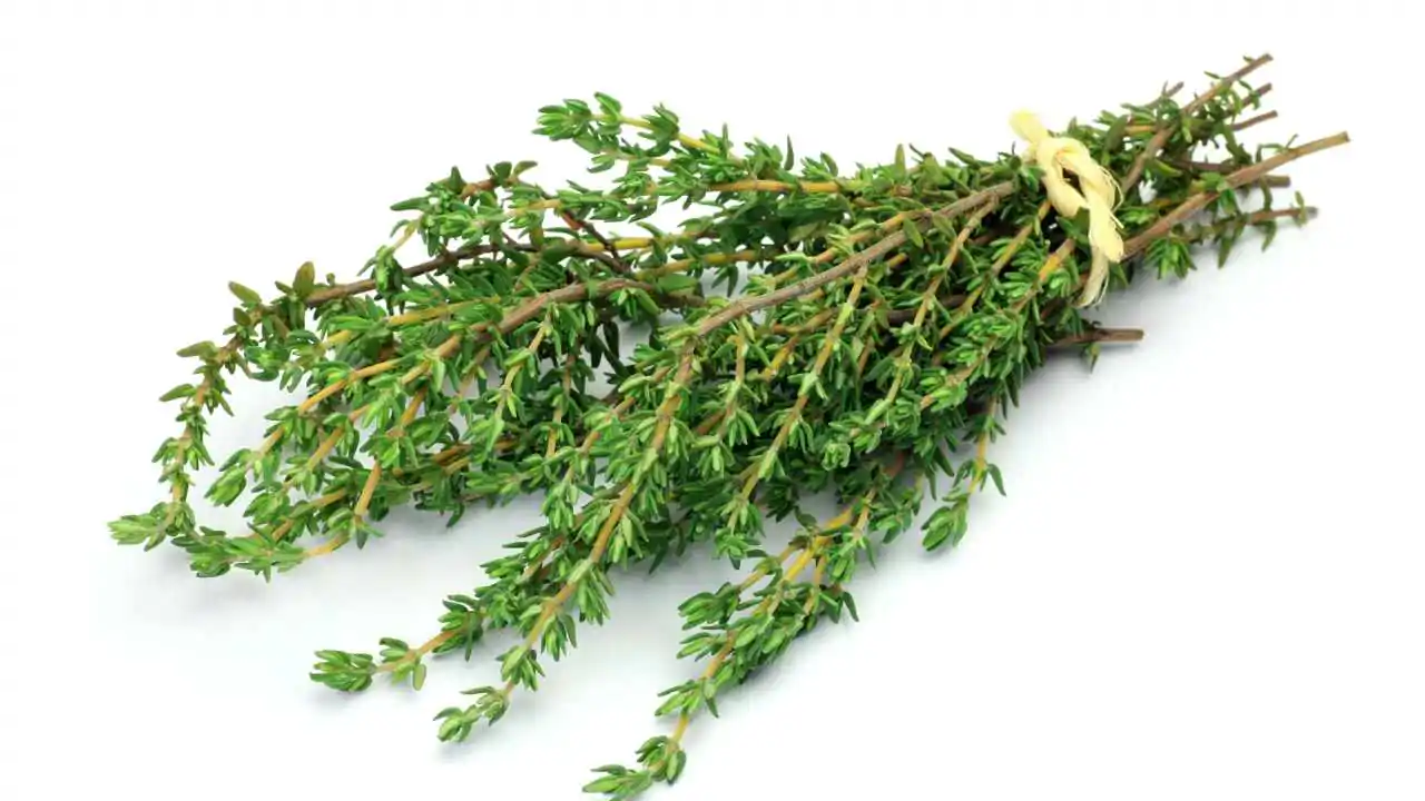 La pianta medicinale più potente che dovresti conoscere 🌿 👇👇👇
