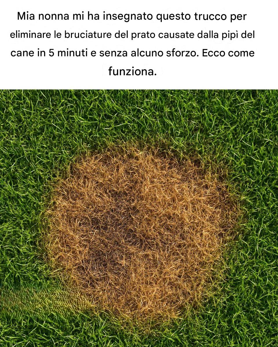 Mia nonna mi ha insegnato un trucco per limitare le macchie gialle sul prato causate dalla pipì del cane