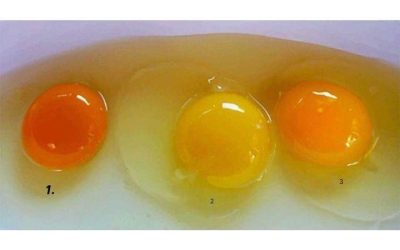 Il colore del tuorlo dipende dalla provenienza dell’uovo