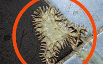 Il misterioso enigma del bagno
