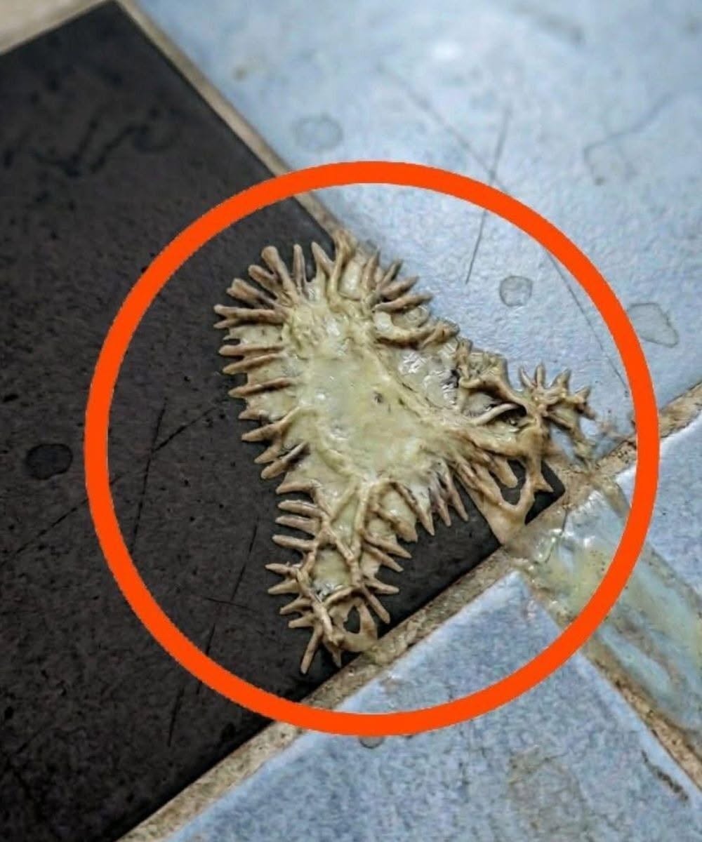 Il misterioso enigma del bagno