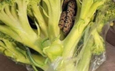 🥦 “Uomo sconvolto trova qualcosa di incredibile in una busta di broccoli acquistata al supermercato…”