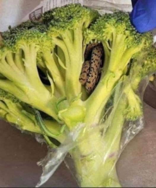 🥦 “Uomo sconvolto trova qualcosa di incredibile in una busta di broccoli acquistata al supermercato…”
