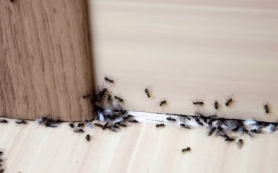 Come tenere lontane le formiche senza usare prodotti chimici